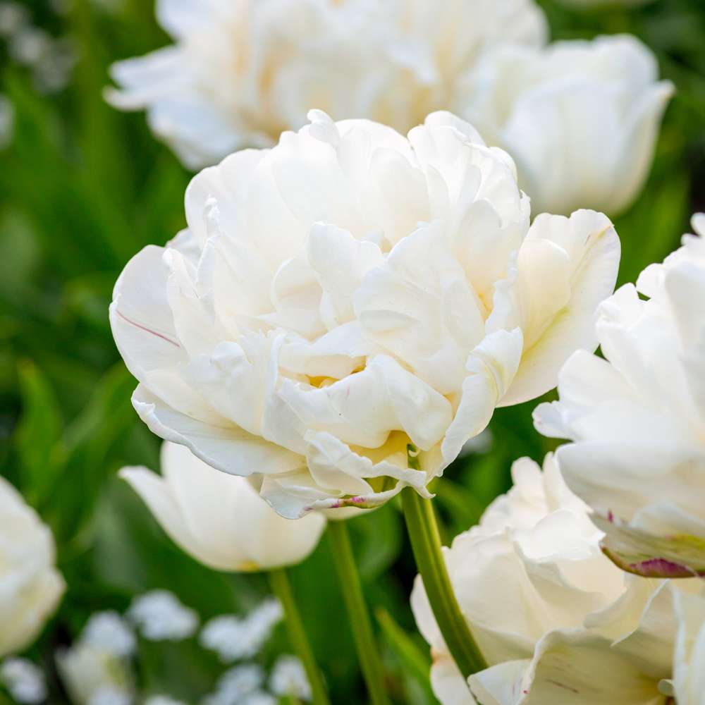 Tulppaani 'Mount Tacoma'